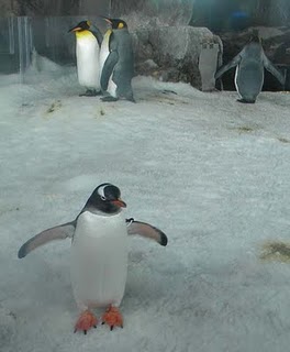 Gentoo Penguin