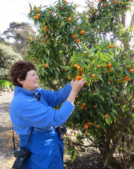 Picking Mandarins