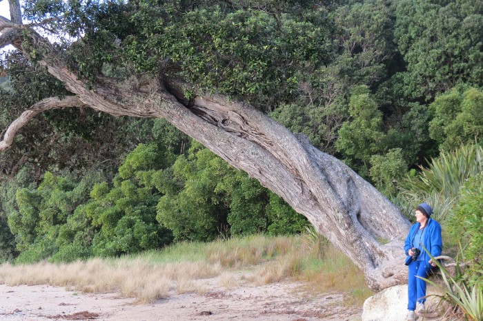 Marion and the Pohutakawa tree