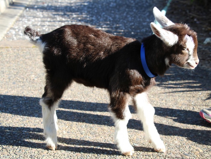 Baby Goat on Vacation at the Beach