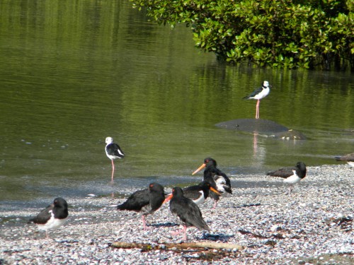 Matakana -- Kawau Island Shorebirds