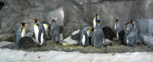 Parent and baby King Penguins