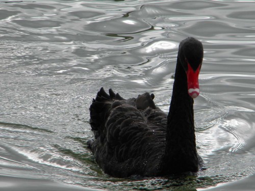 Rotorua - Black Swan