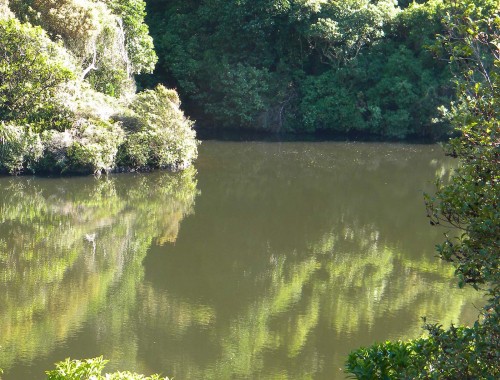 Zealandia - Pond