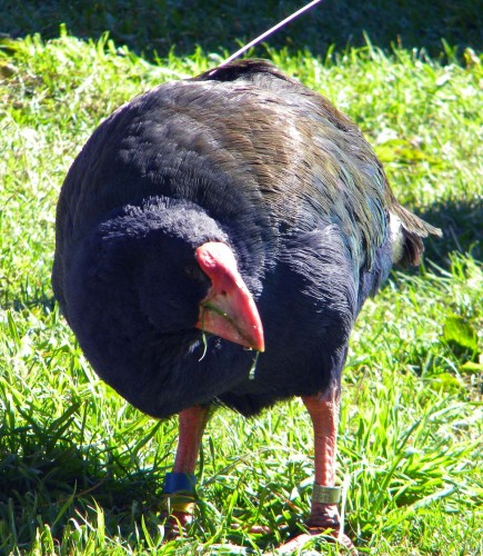 Zealandia - Takahe