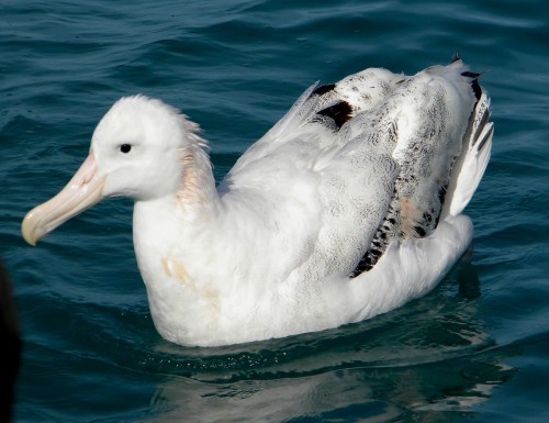 Kaikoura Pelagic Trip -  Old Albatross