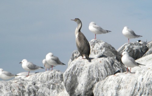 Kaikoura - Shag and gulls