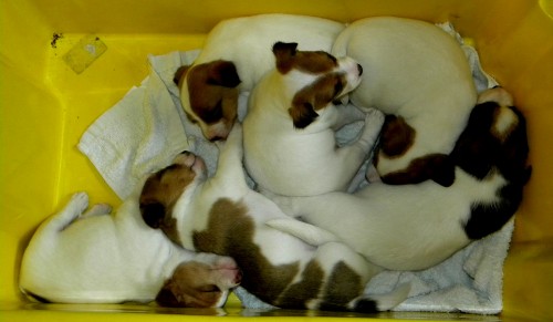 Visiting Donna Stewart  - Sleeping Puppies