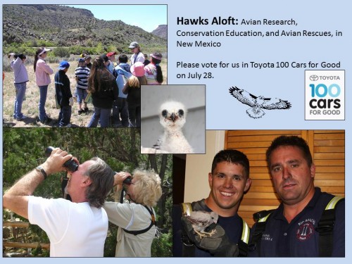 Hawks Aloft Postcard