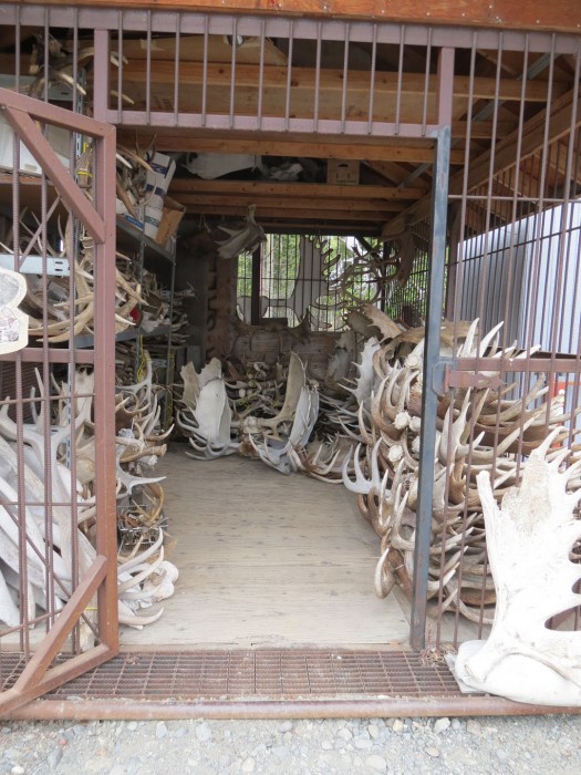 The Antler Shed at the Gem and Mineral shop