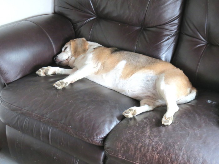 Chubby Beagle