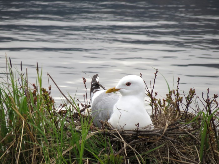 several nesting Mew Gulls