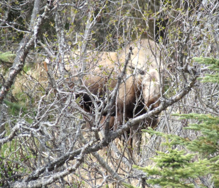 Moose near Ninilchik