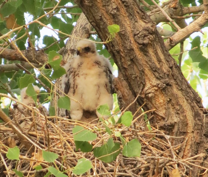 Cooper's Hawk nestling