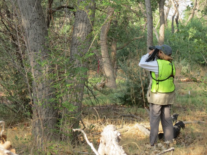 Bosque Surveys