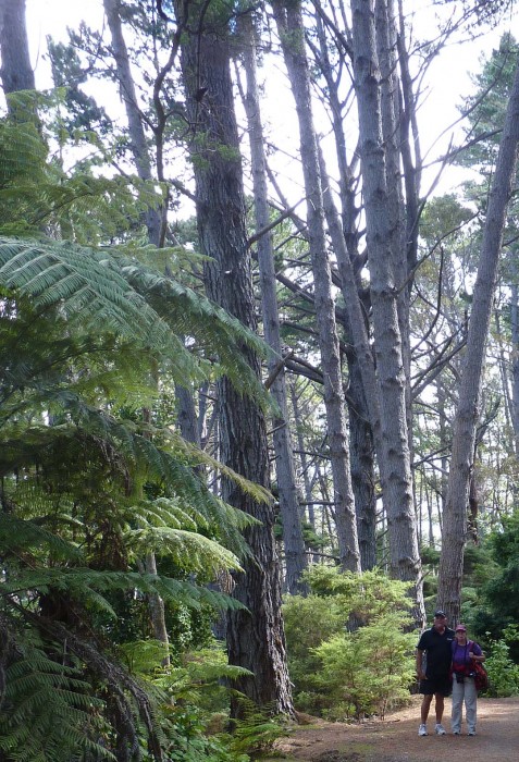 New Zealand Forest at Kawau Island