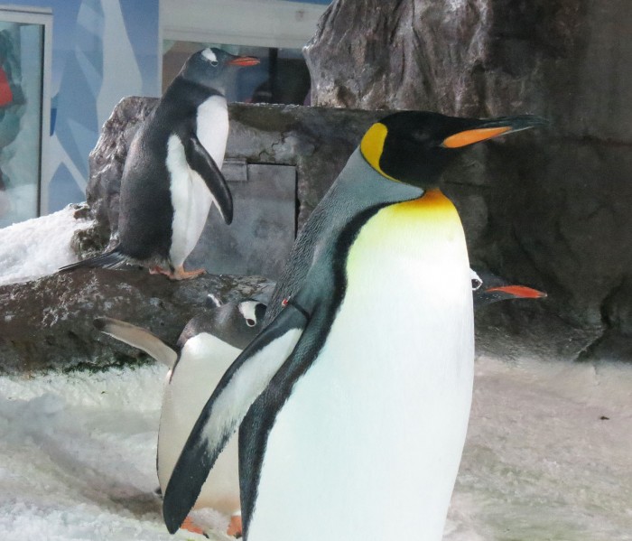 King and Gentoo Penguins