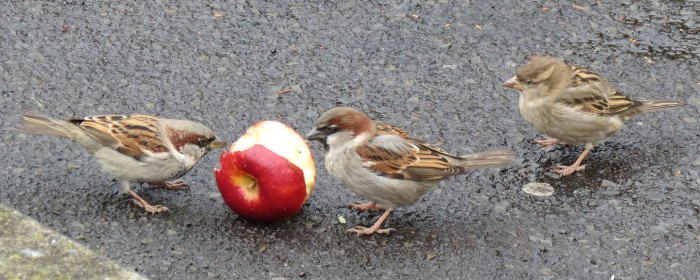 Sparrows and apple