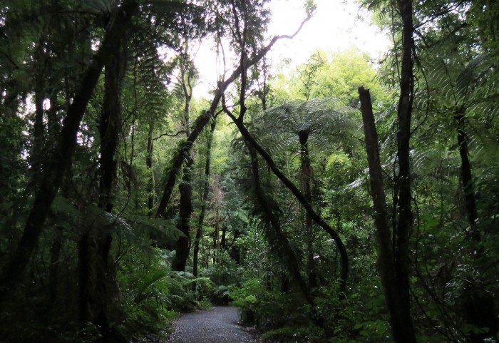 In Maunga Forest
