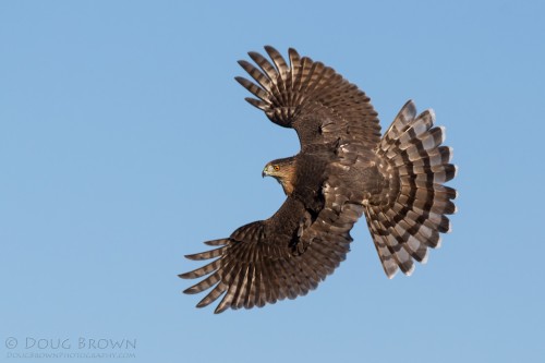 Cooper's Hawk in Flight.  Image by Doug Brown.