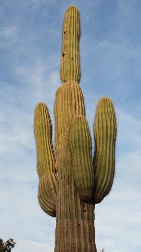 Perfect Saguaro