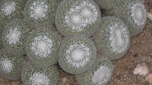 Round Button Cactus