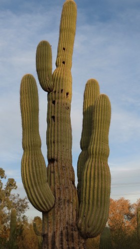 Saguaro in Desert Garden